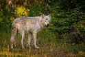 162 Canada, Golden, Northern Lights Wildlife Wolf Center